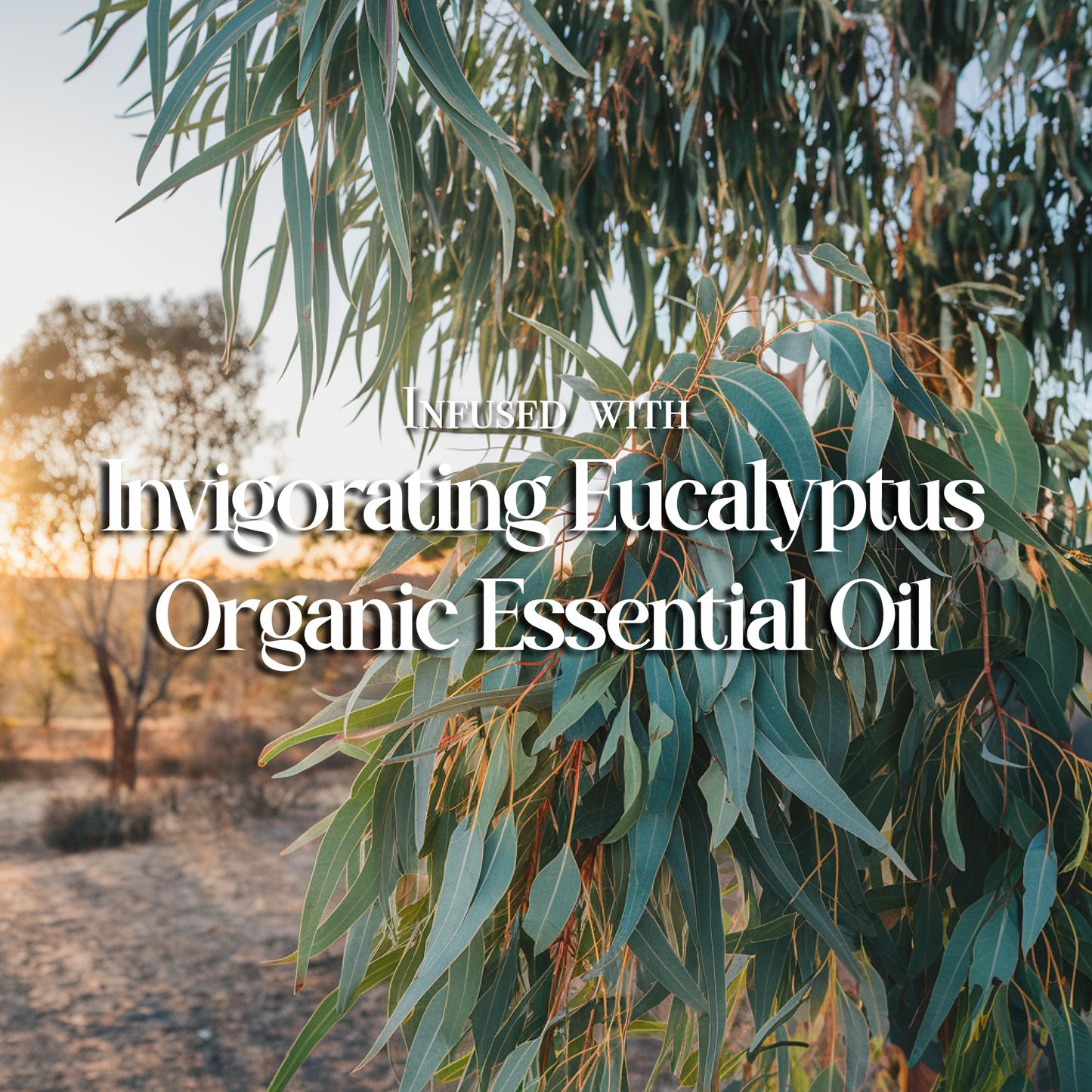 Eucalyptus Natural Styling Wax